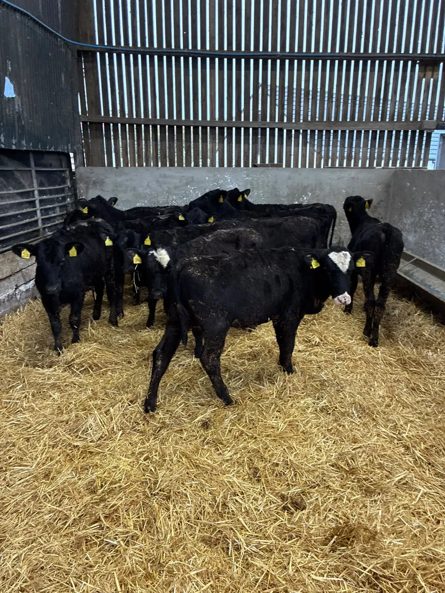 Angus heifers - Image 1