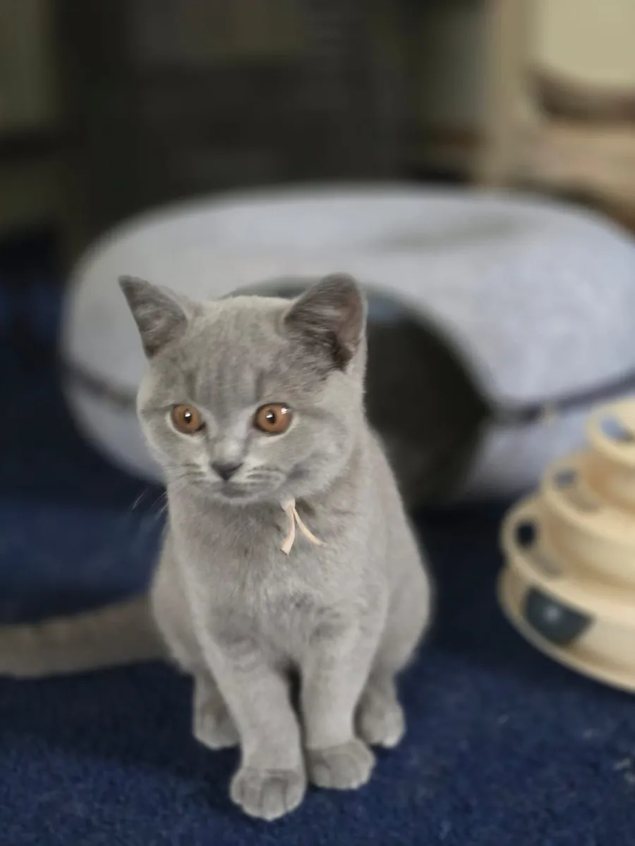 British Shorthair Kittens - Image 2