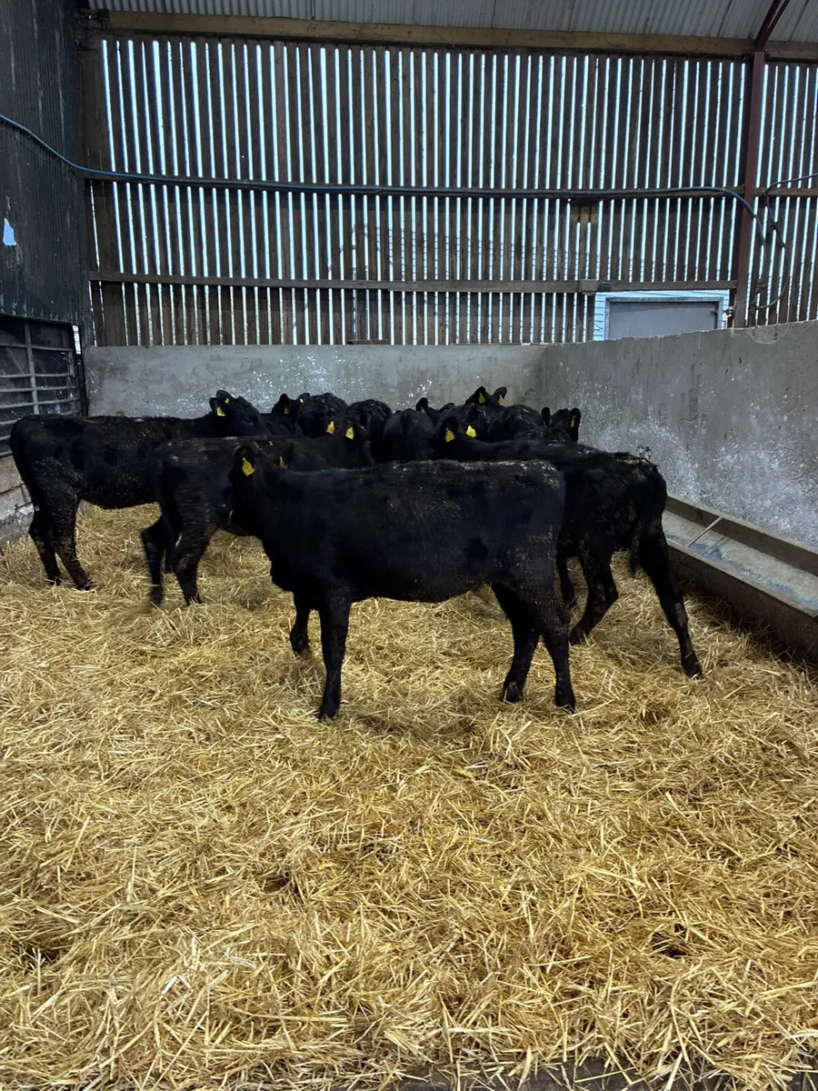 Angus heifers - Image 4