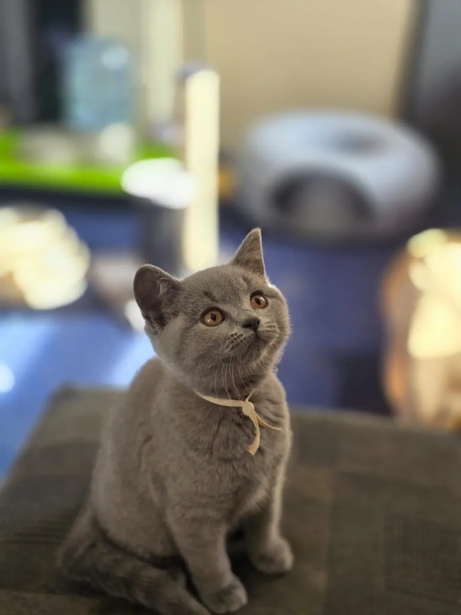 British Shorthair Kittens - Image 1