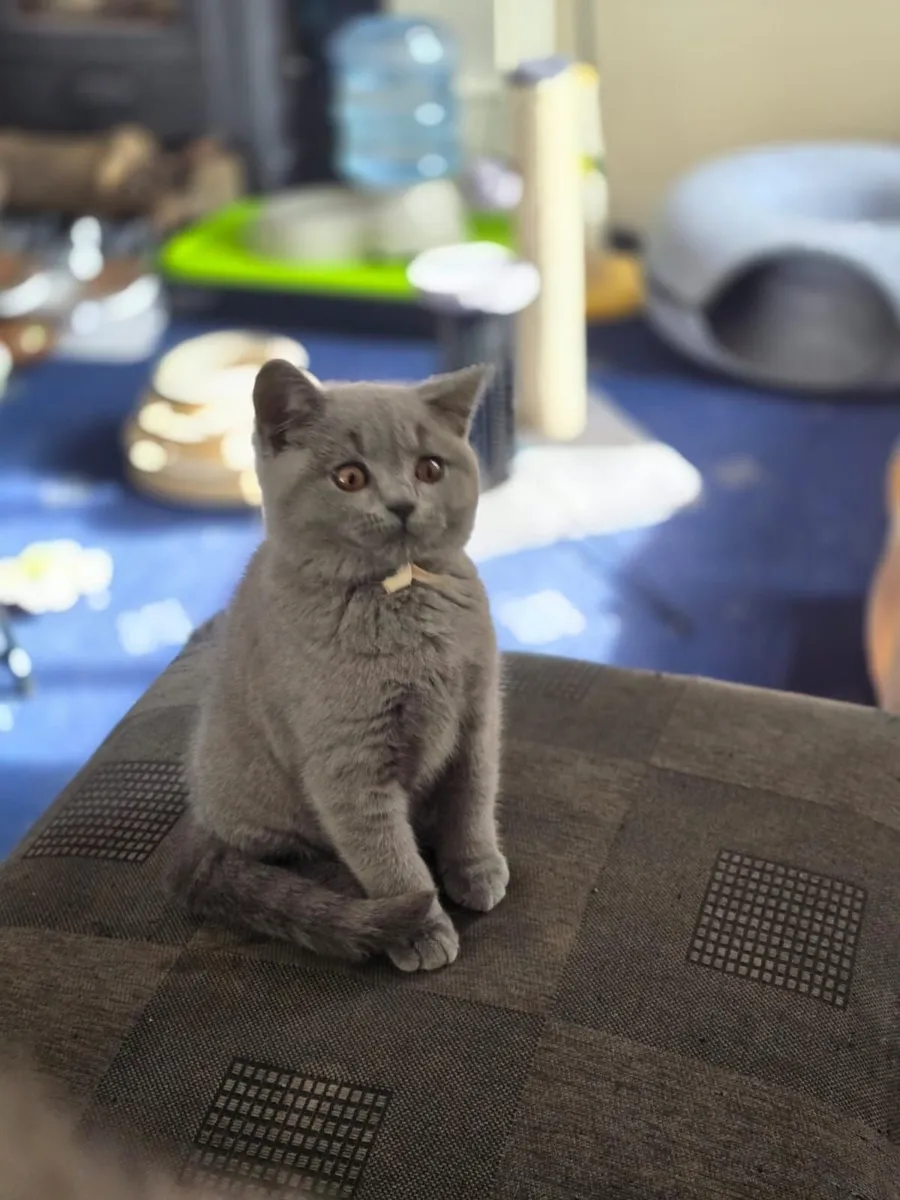 British Shorthair Kittens - Image 3