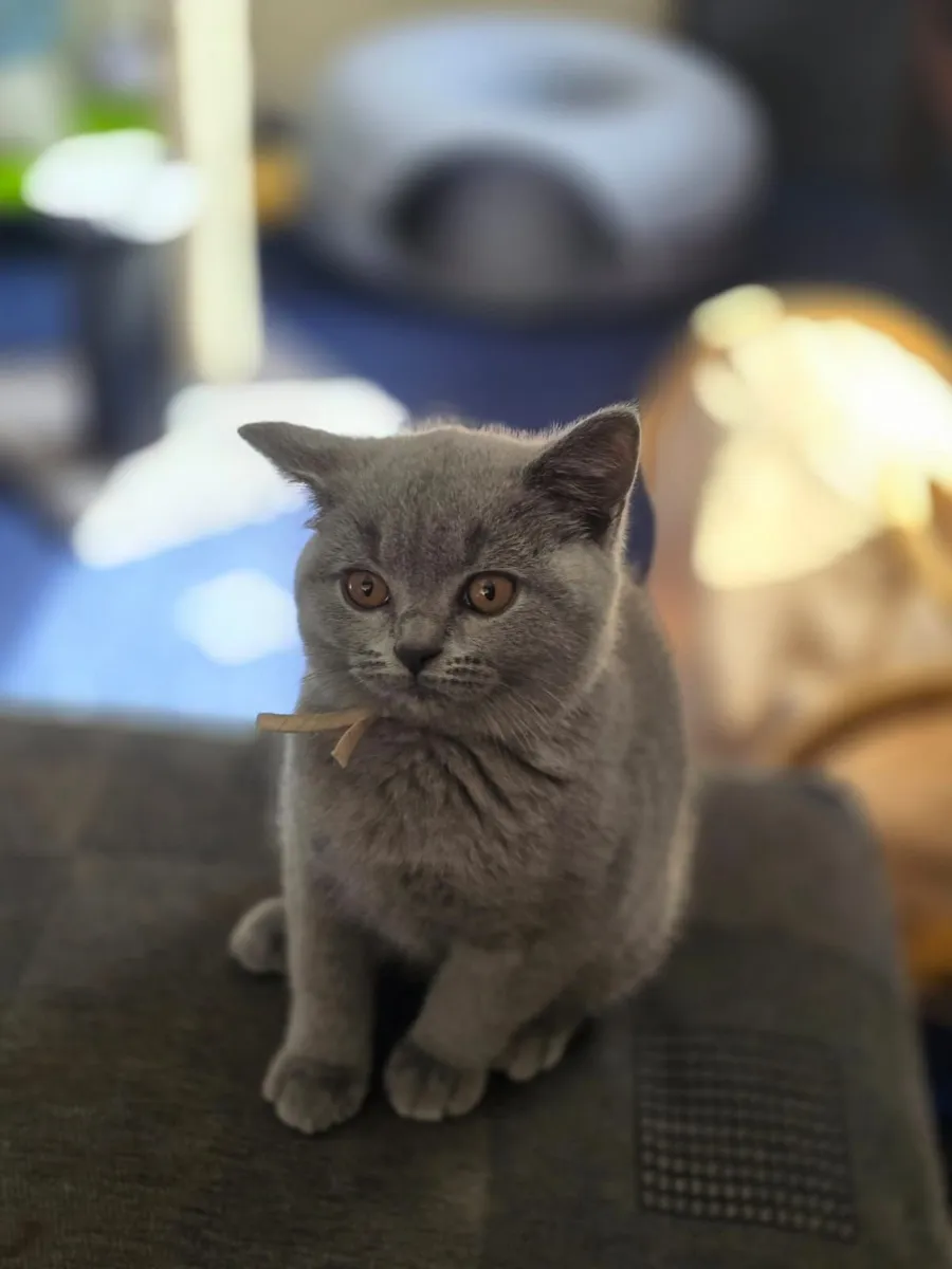 British Shorthair Kittens - Image 4