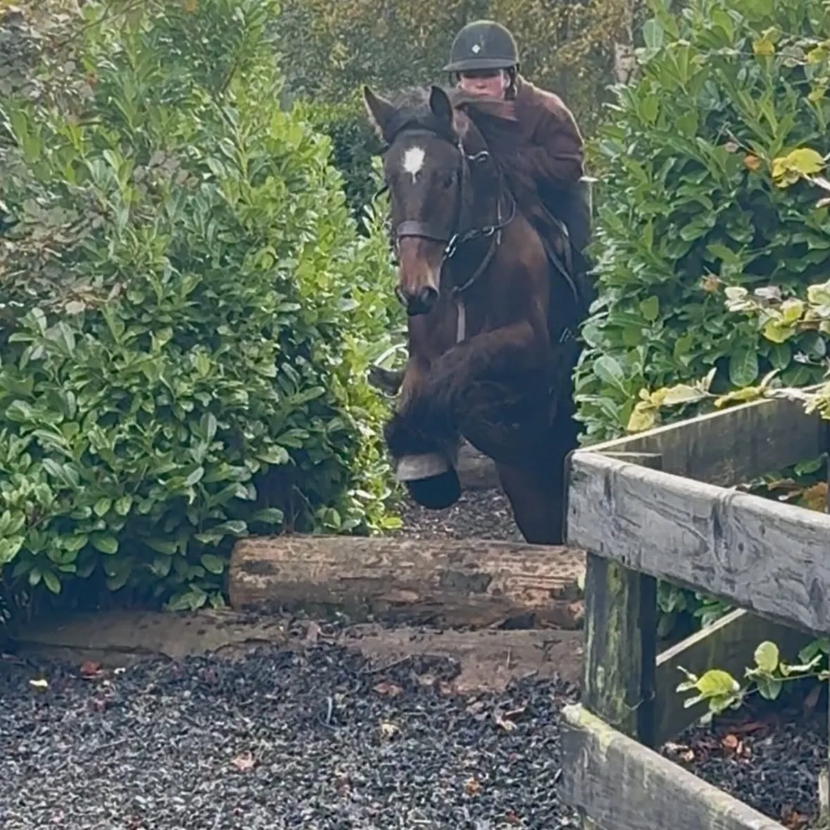 🐴 SUPER COB IN THE MAKING – QUICK SALE REQUIRED! - Image 4