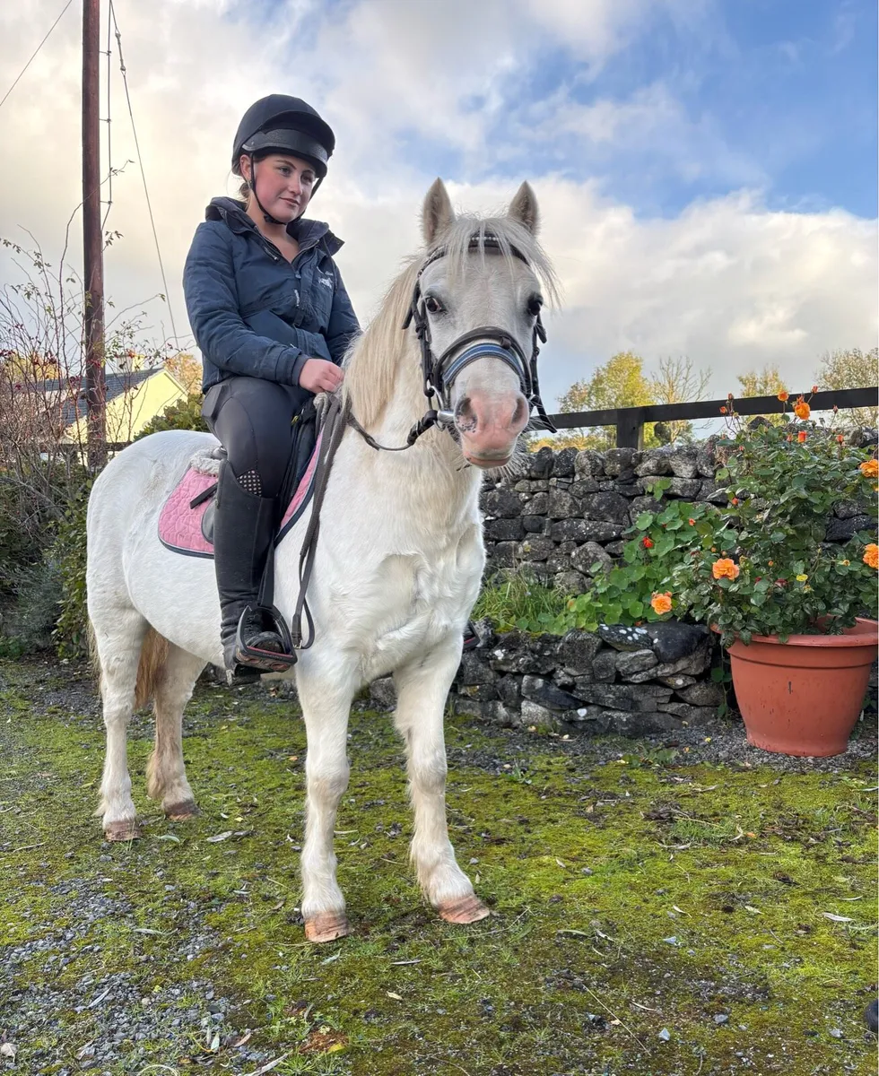 VERY QUIET LEADREIN / STARTER PONY - Image 1