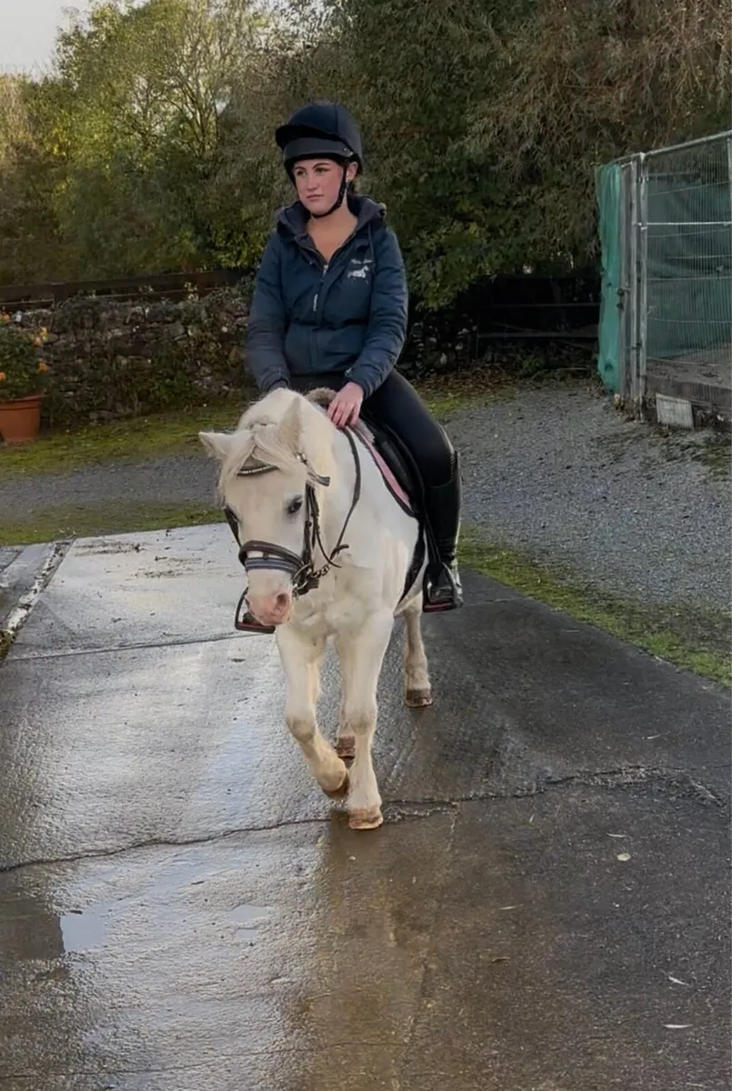 VERY QUIET LEADREIN / STARTER PONY - Image 2