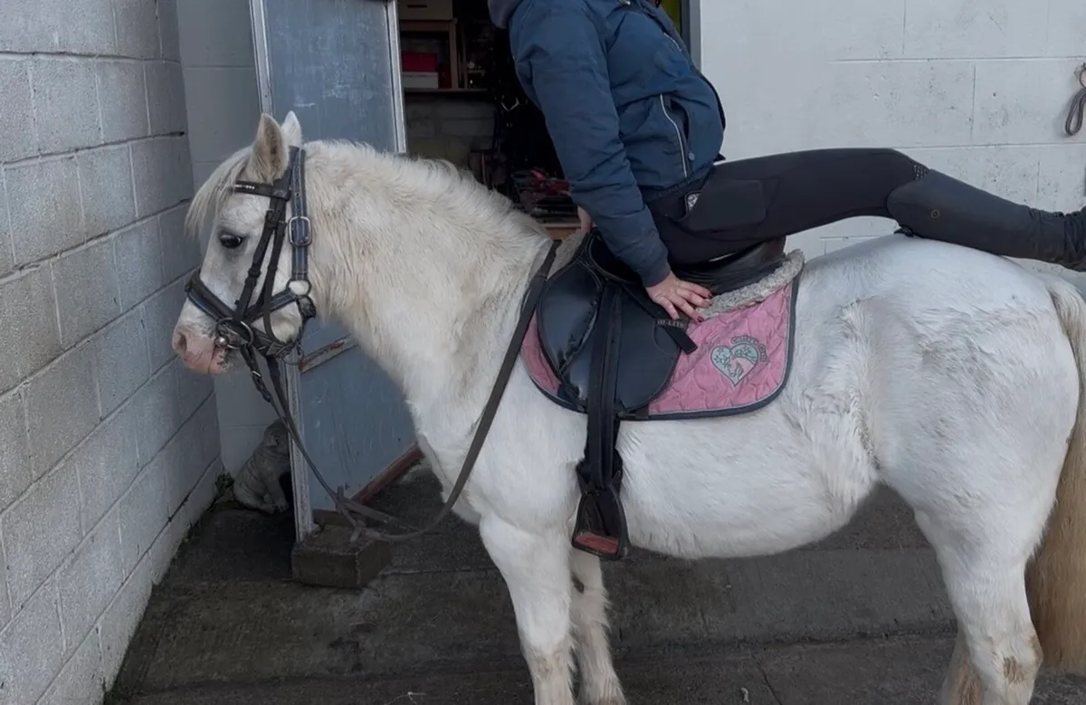 VERY QUIET LEADREIN / STARTER PONY - Image 3