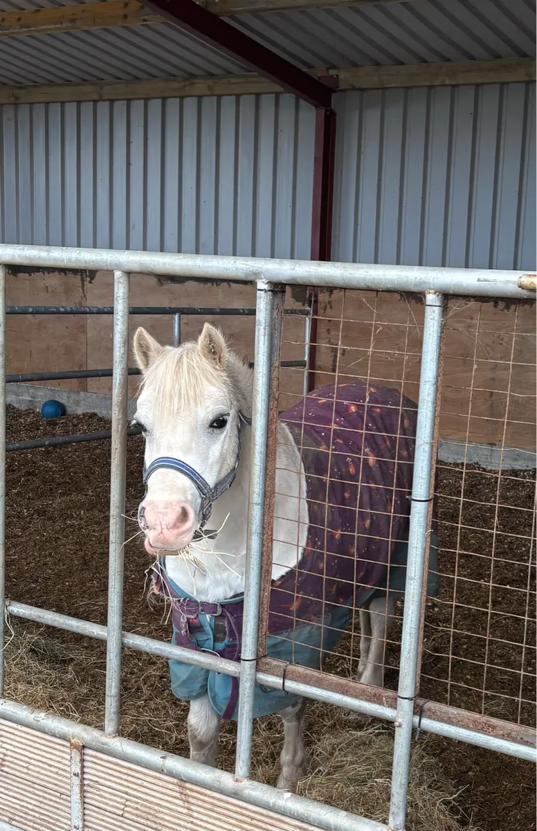 VERY QUIET LEADREIN / STARTER PONY - Image 4