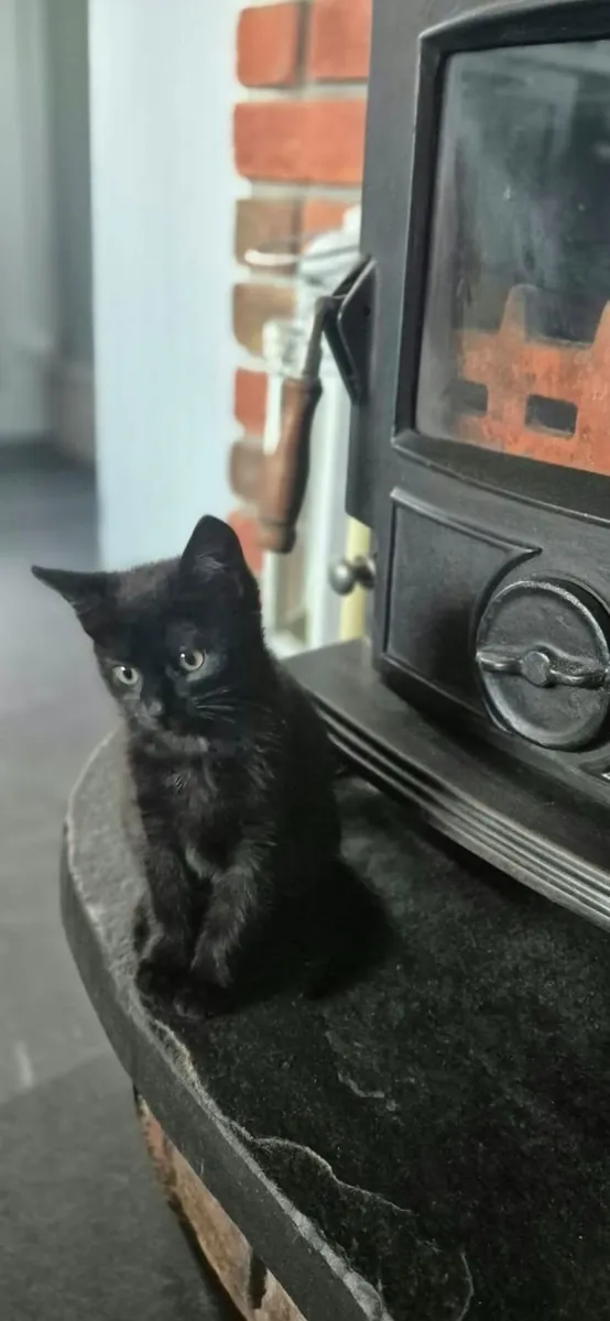 Kittens: All 4 gone to new homes - Image 3