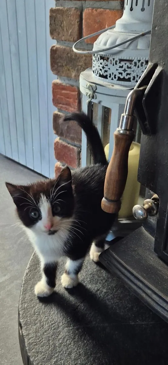 Kittens: All 4 gone to new homes - Image 4