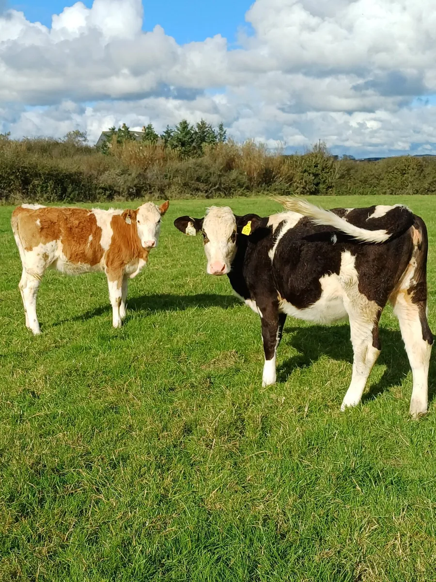 Cattle - Image 1