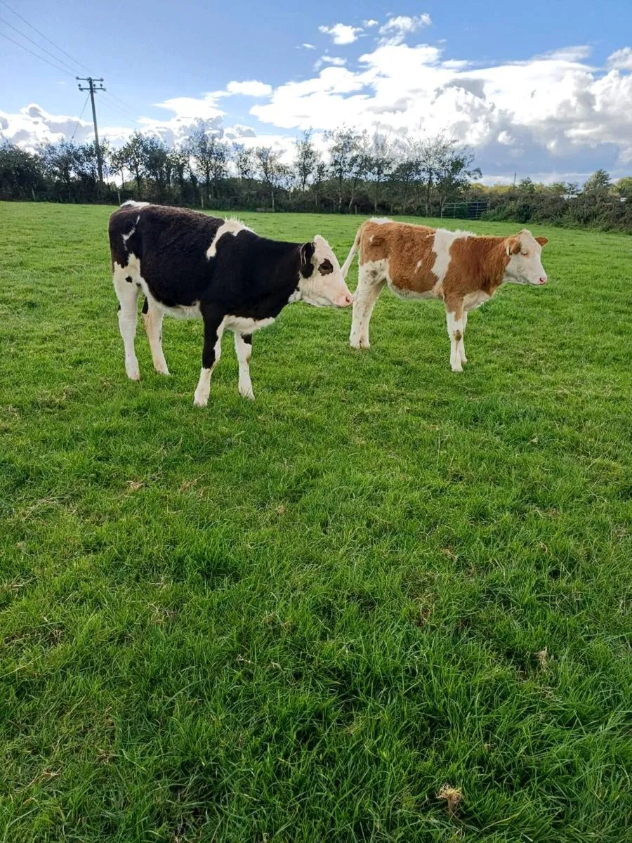 Cattle - Image 2