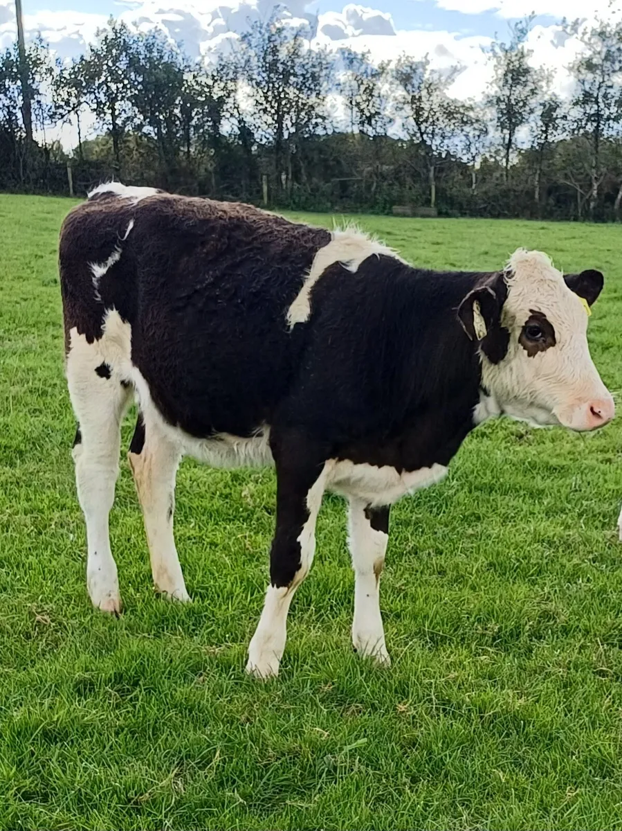 Cattle - Image 3