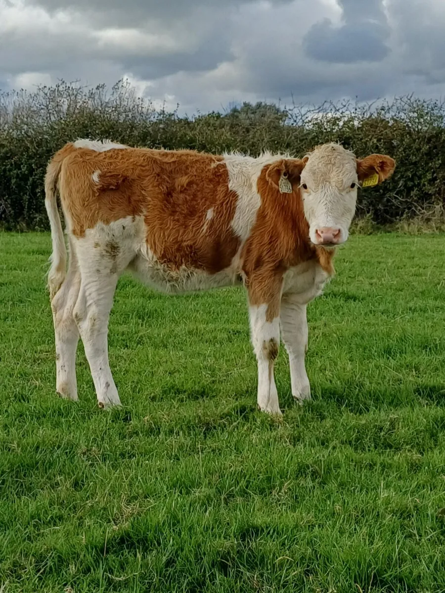 Cattle - Image 4