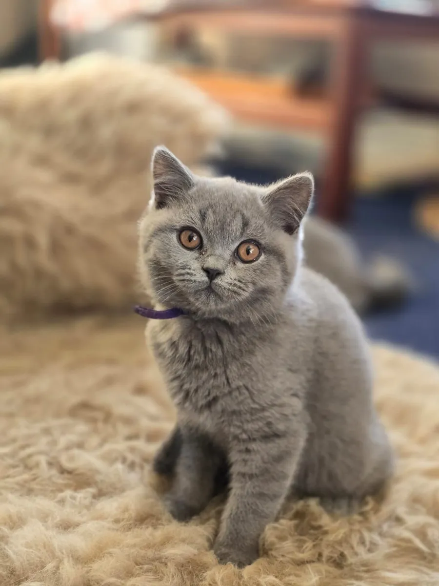 Kittens - Image 2