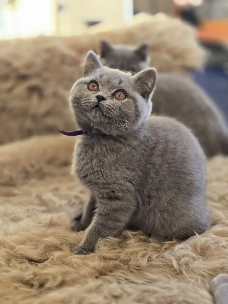 Kittens - Image 1