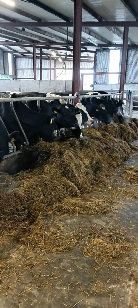 Round bale silage - Image 1