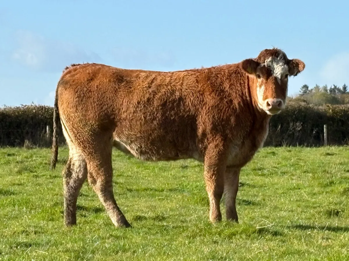 2 smashing incalf heifers - Image 3