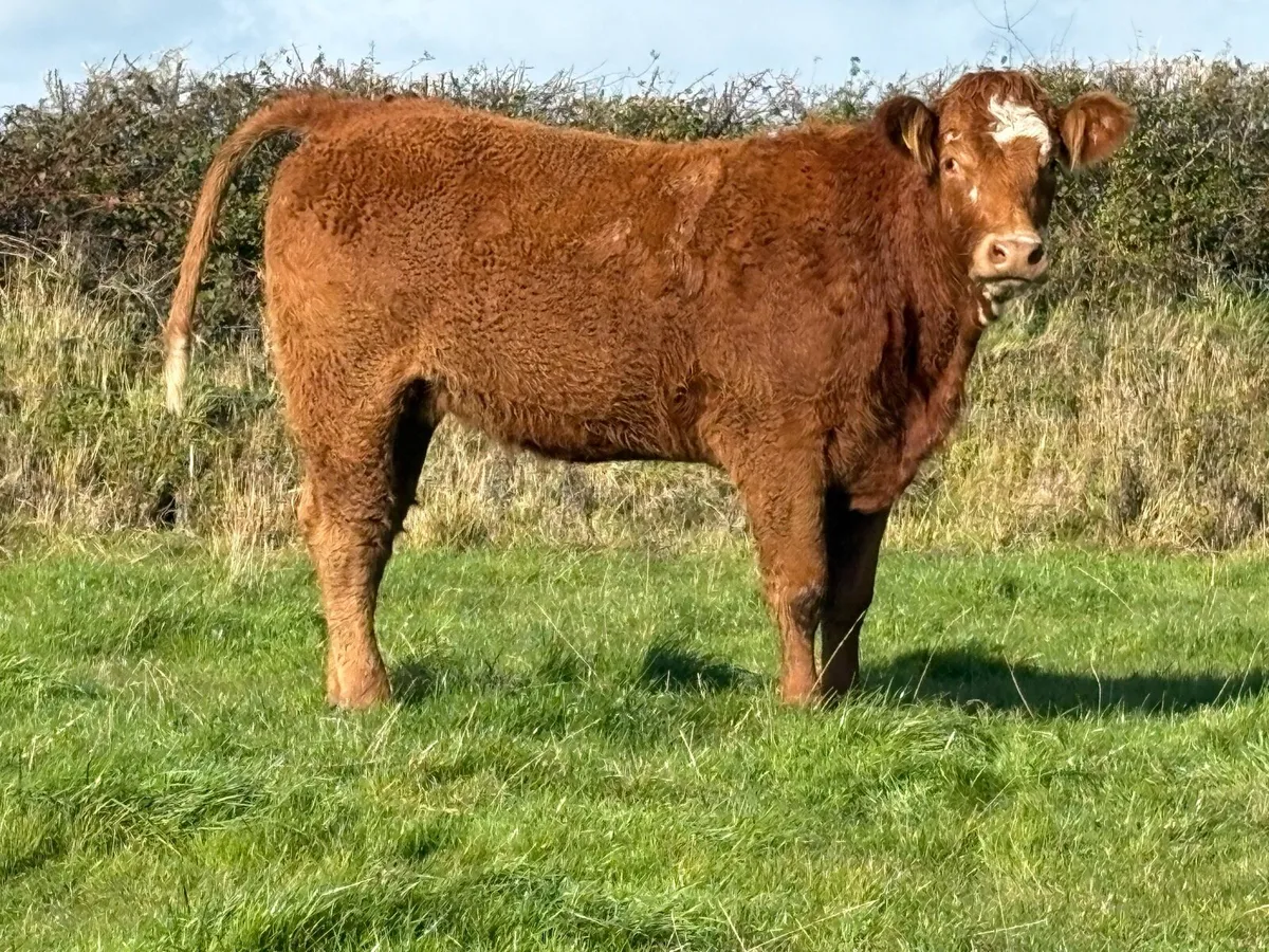 2 smashing incalf heifers - Image 4