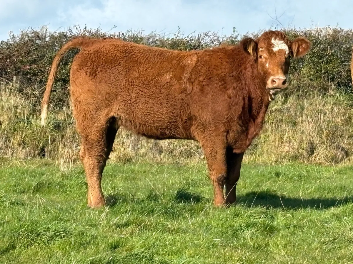 2 smashing incalf heifers - Image 3