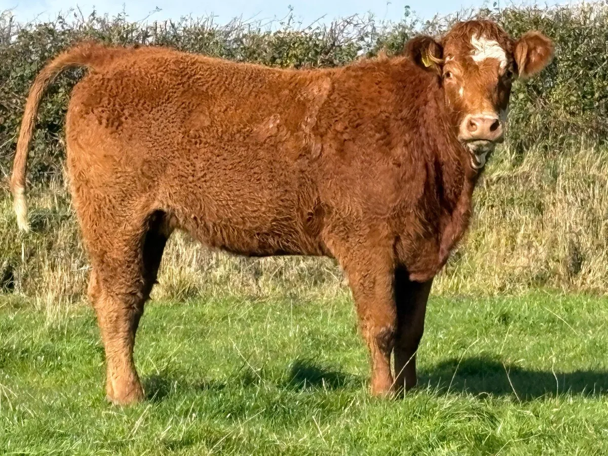2 smashing incalf heifers - Image 4