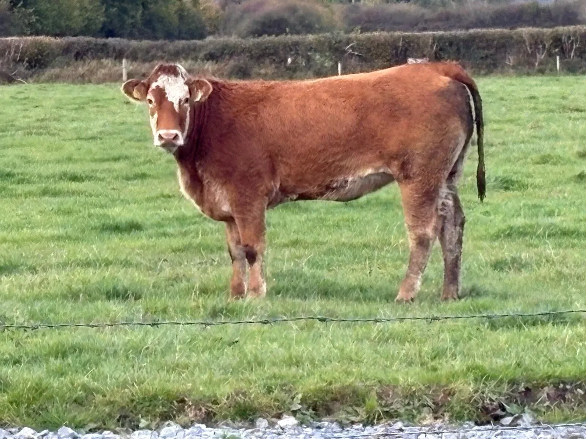 2 smashing incalf heifers - Image 1