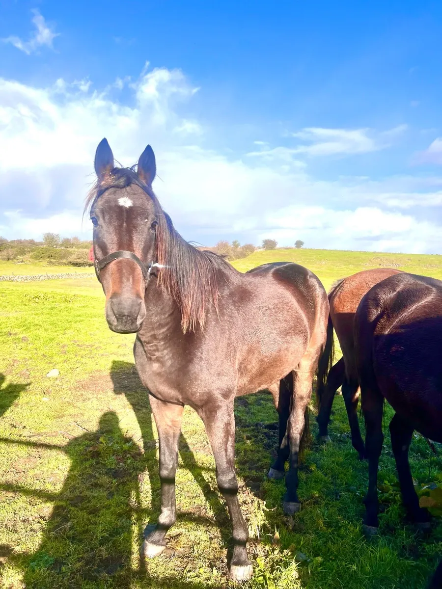 TB  4 Yr old Bay Gelding - Image 1