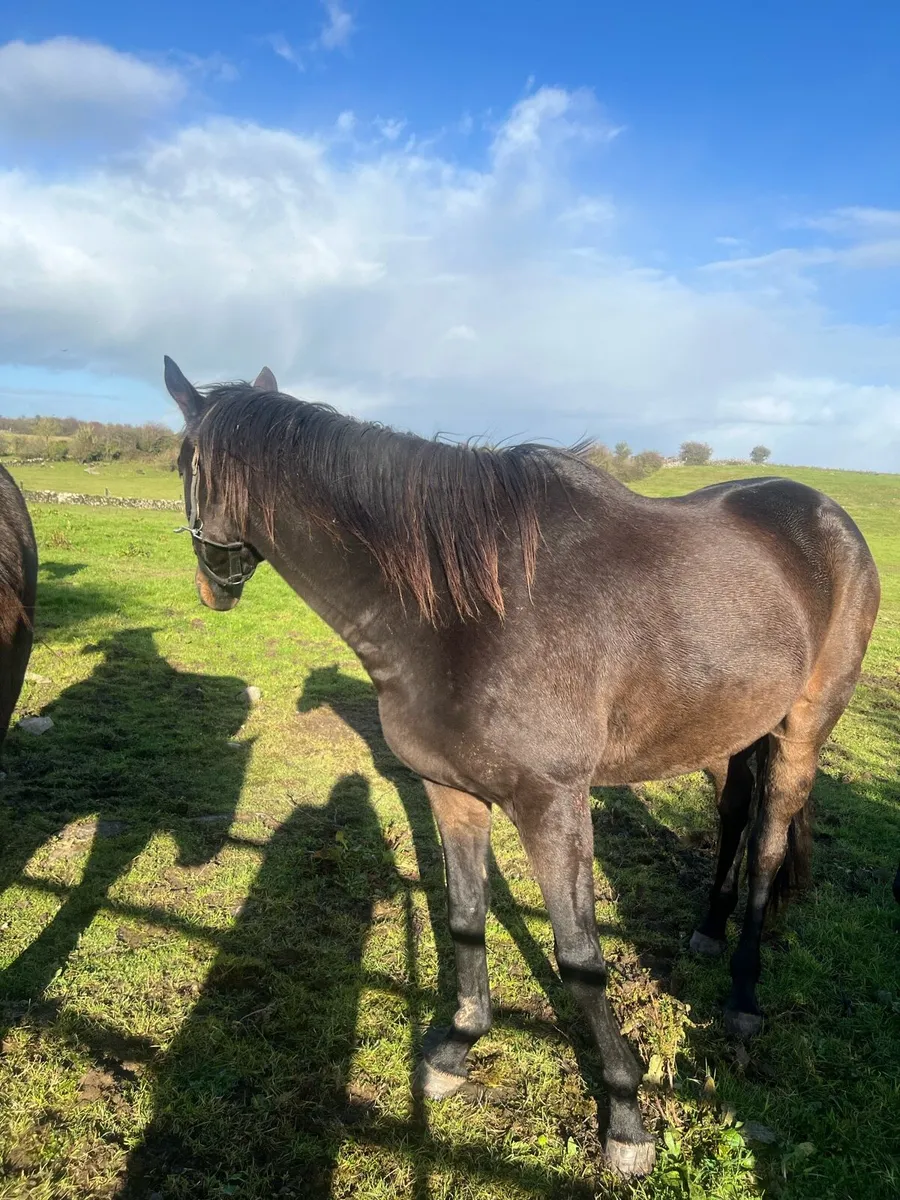 TB  4 Yr old Bay Gelding - Image 4