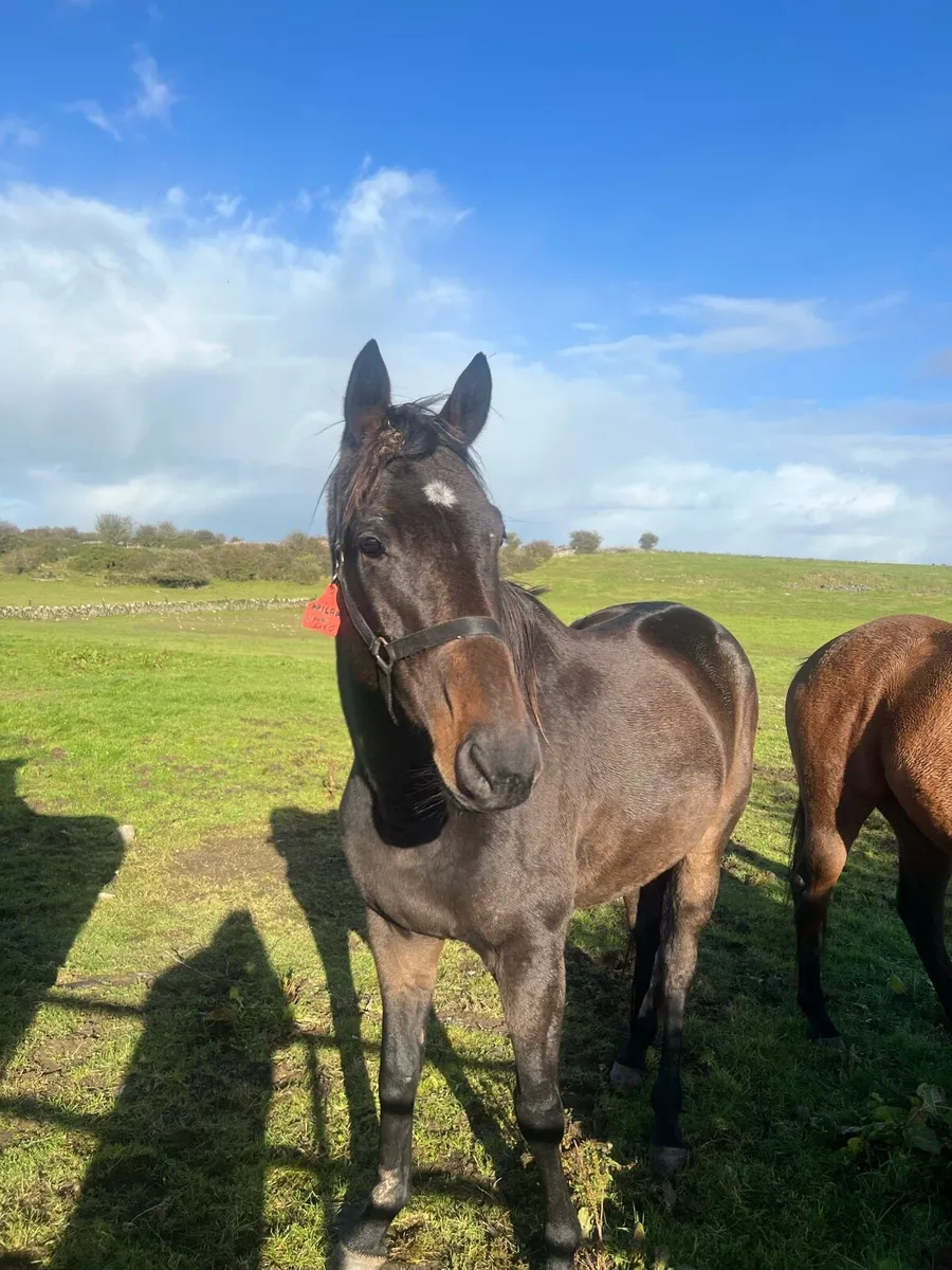 TB  4 Yr old Bay MILAN Gelding - Image 1