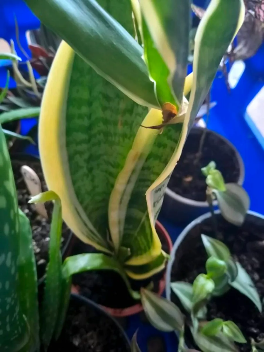 Mother-in-law's tongue, also known as snake plant - Image 4