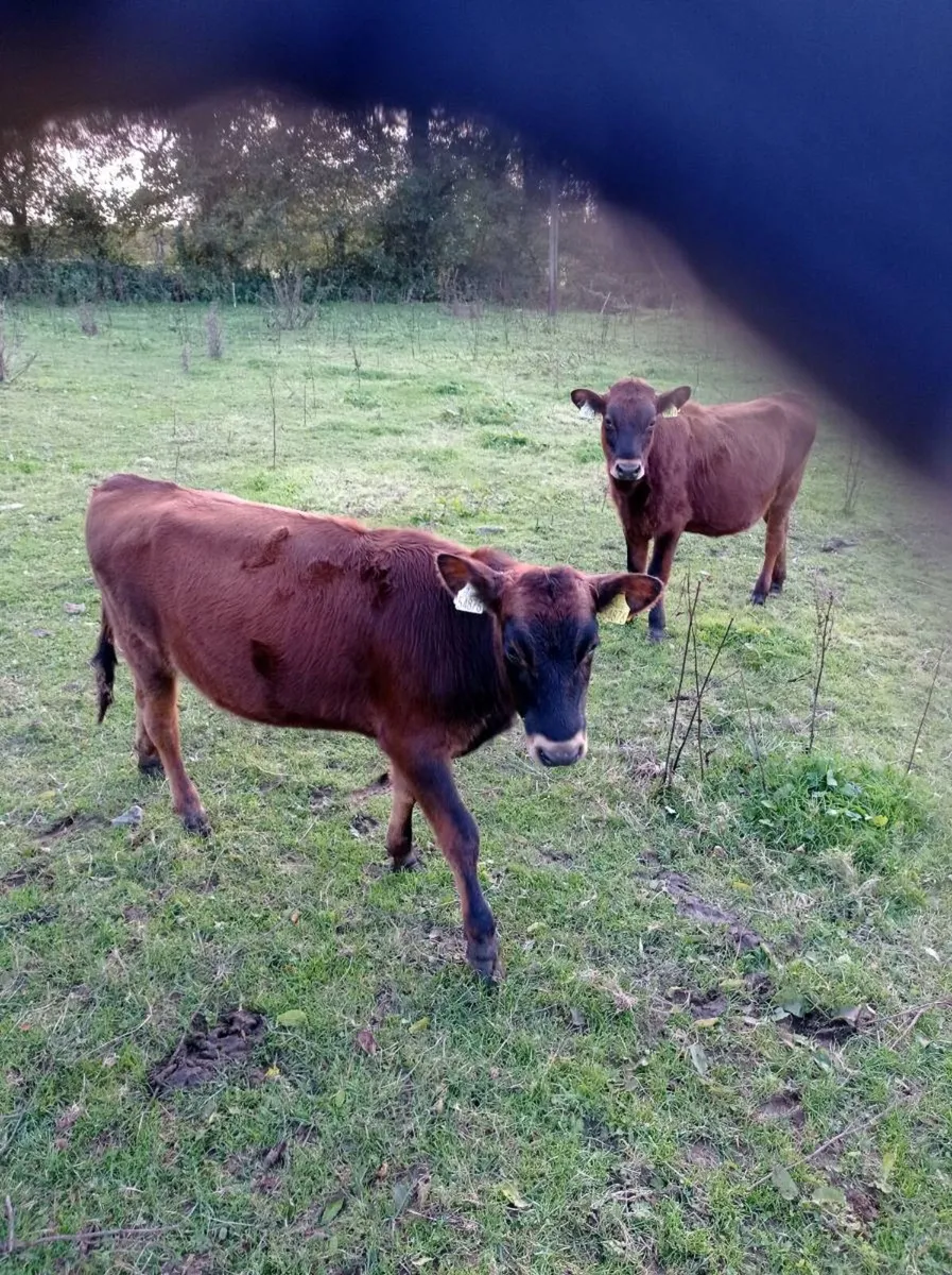 Angus heifer weanlings x 2 - Image 1