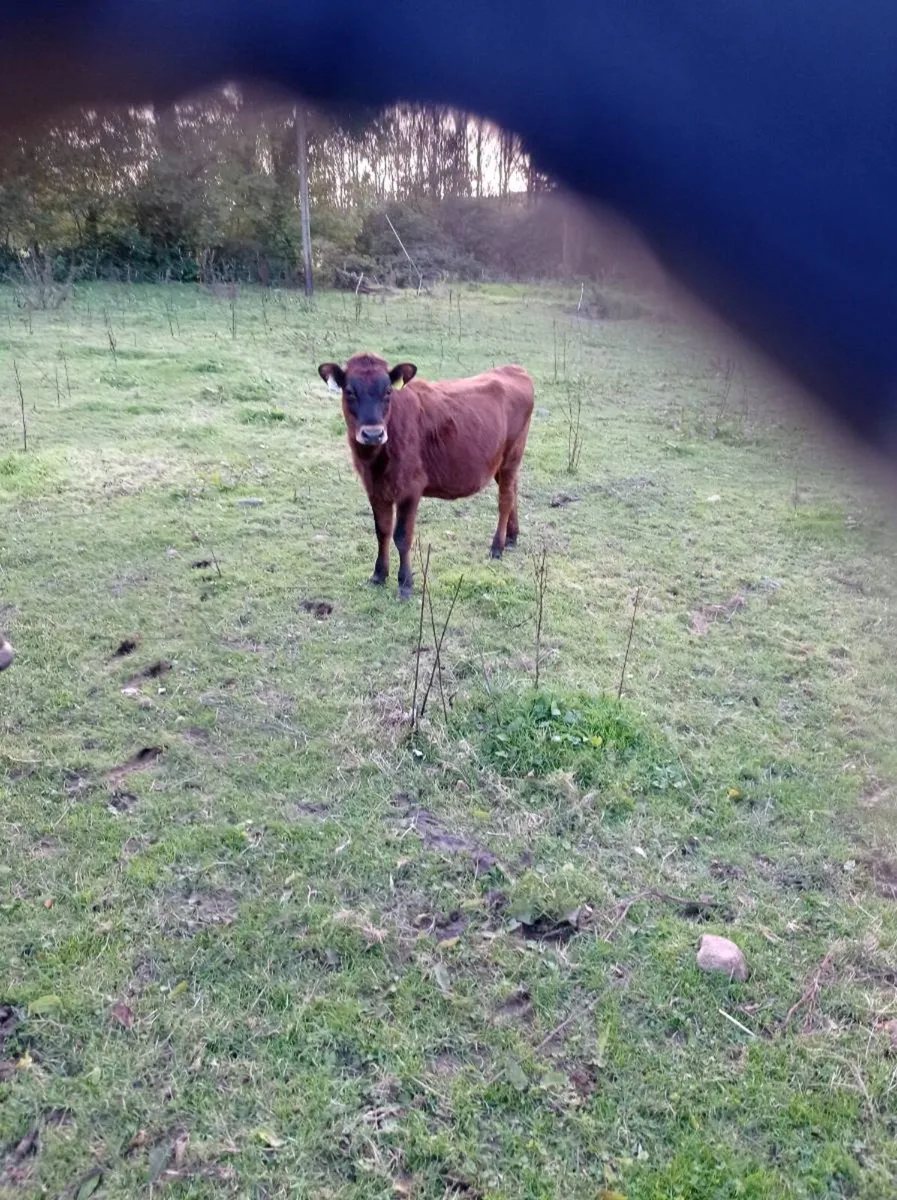 Angus heifer weanlings x 2 - Image 2