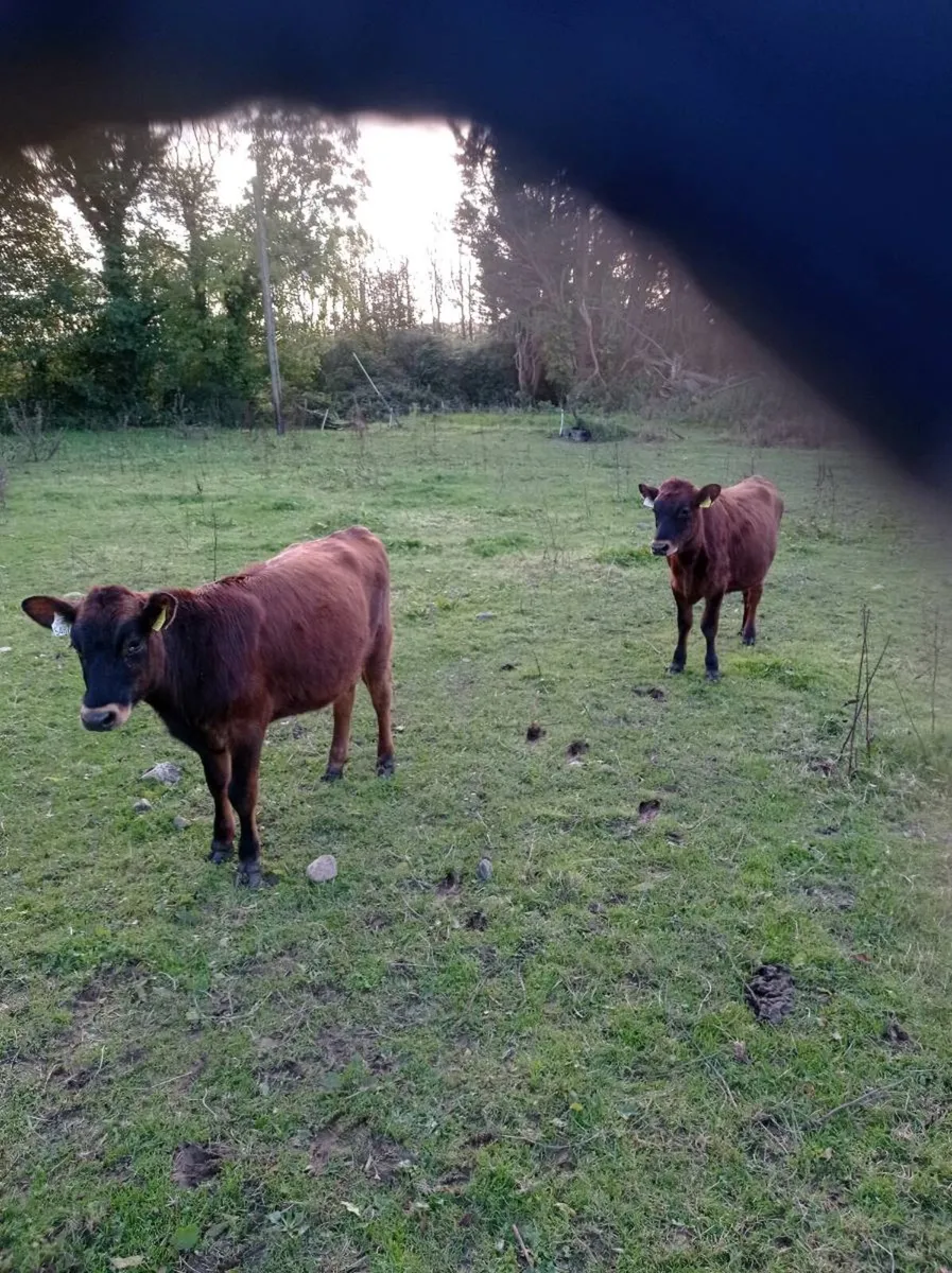Angus heifer weanlings x 2 - Image 3
