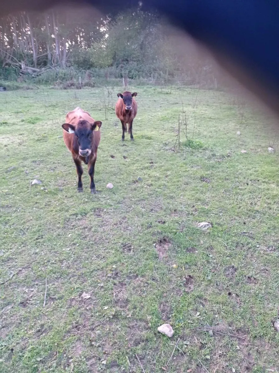 Angus heifer weanlings x 2 - Image 4