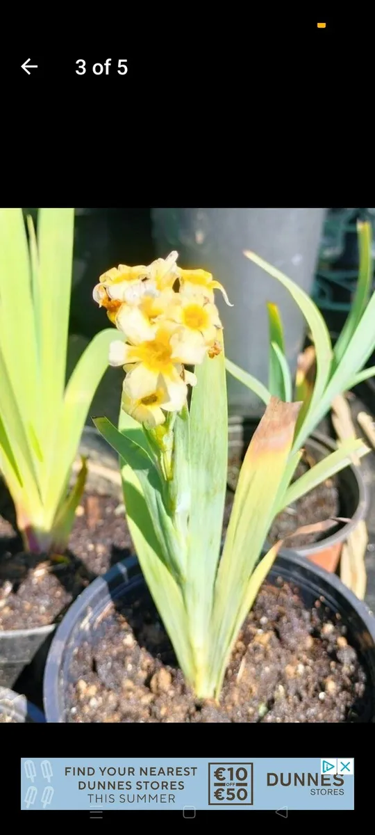 Yellow Mexican satin flower plant
Pale yellow-eyed - Image 1