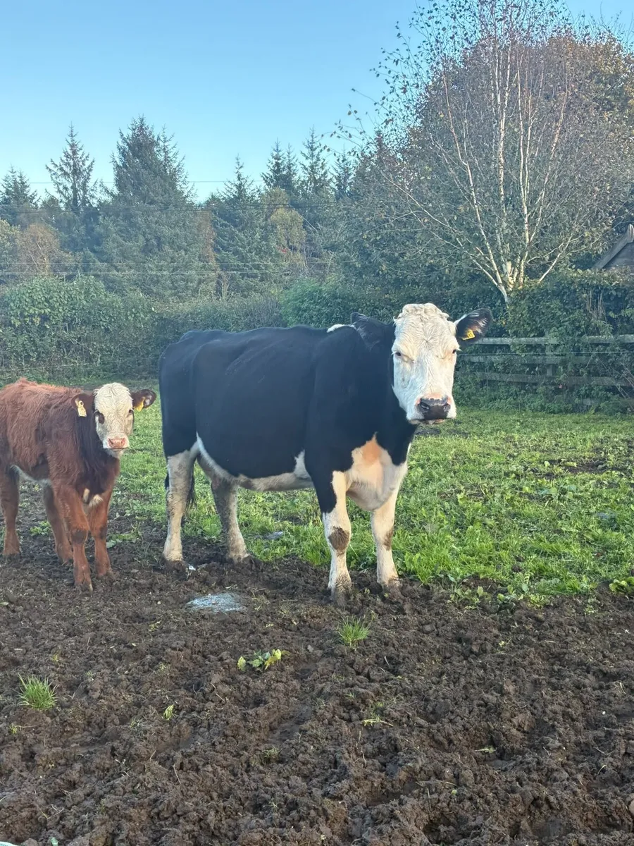 Cow and calf - Image 2