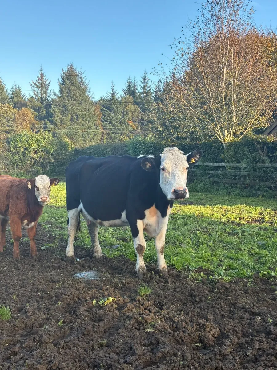 Cow and calf - Image 1