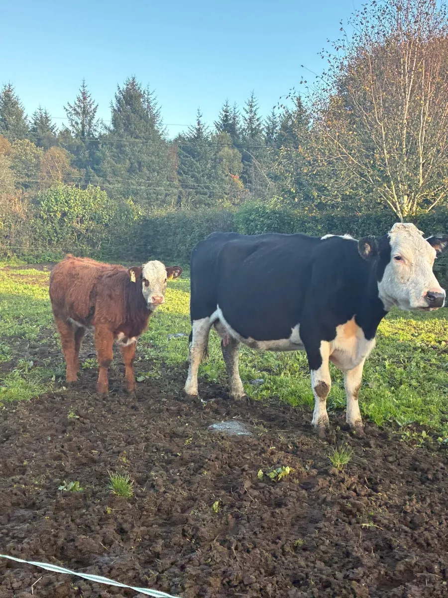 Cow and calf - Image 4