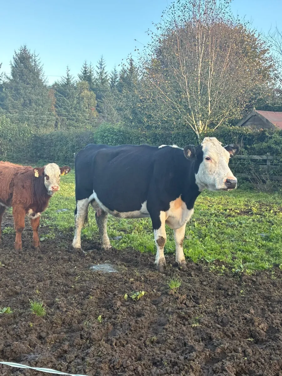 Cow and calf - Image 3