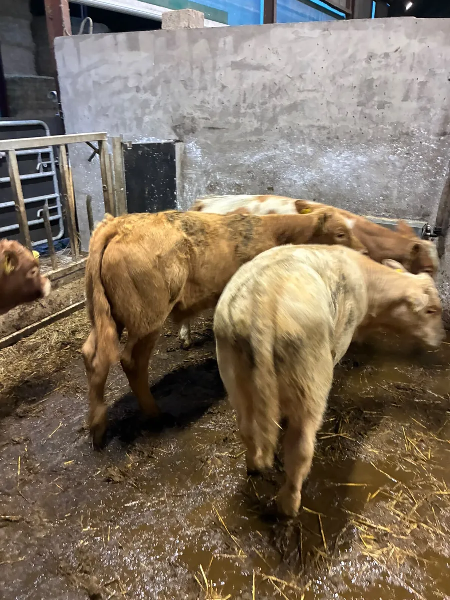 Charolais and lim bulls - Image 3