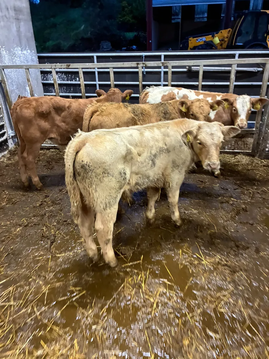 Charolais and lim bulls - Image 2