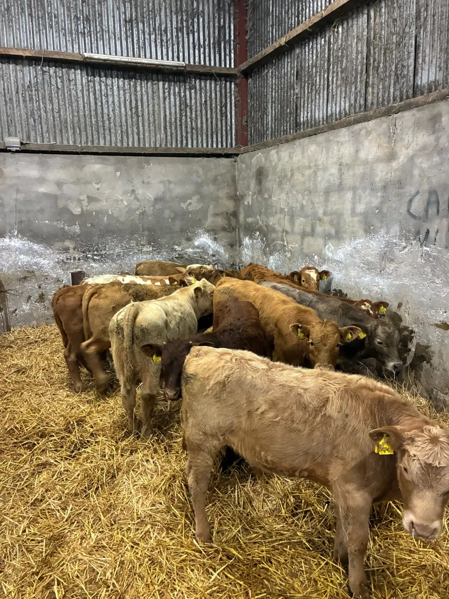 Charolais and lim bulls - Image 4