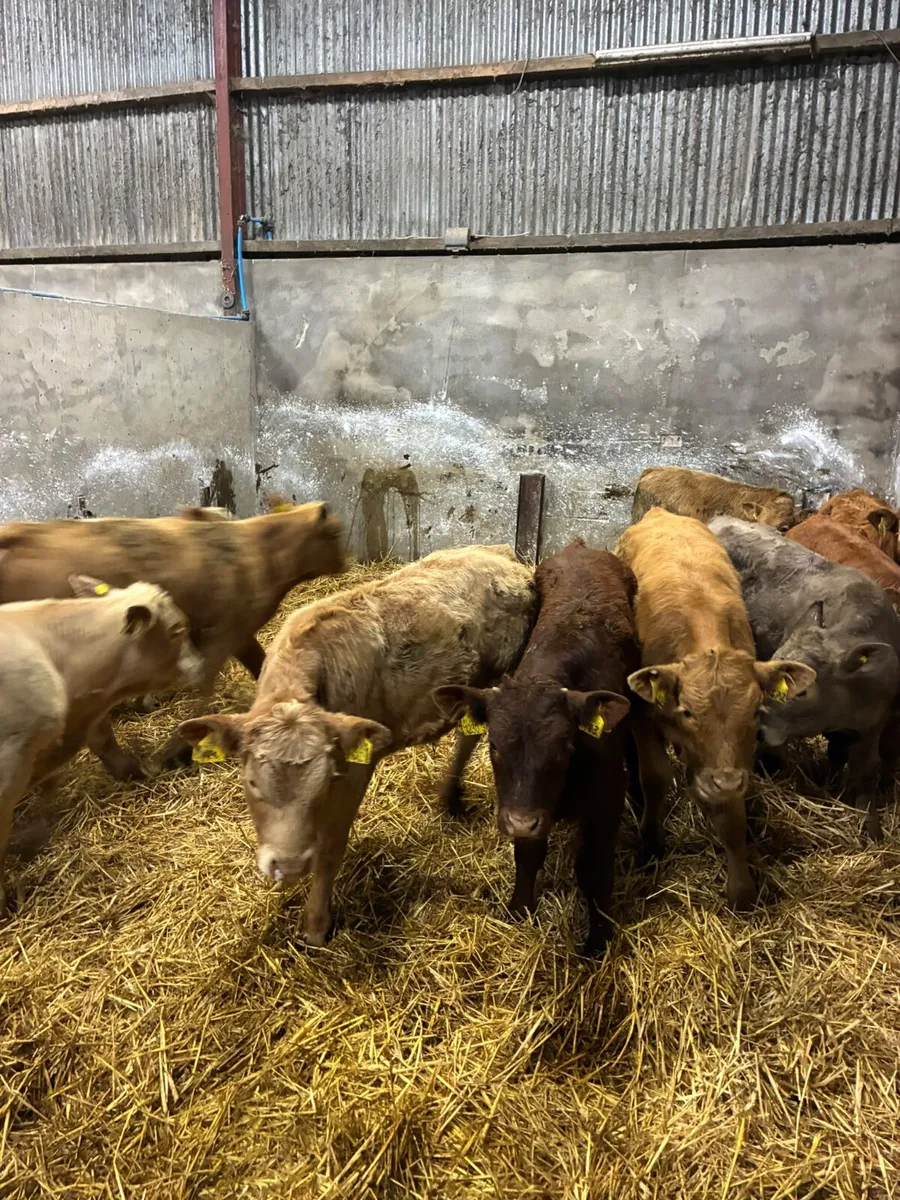 Charolais and lim bulls - Image 1