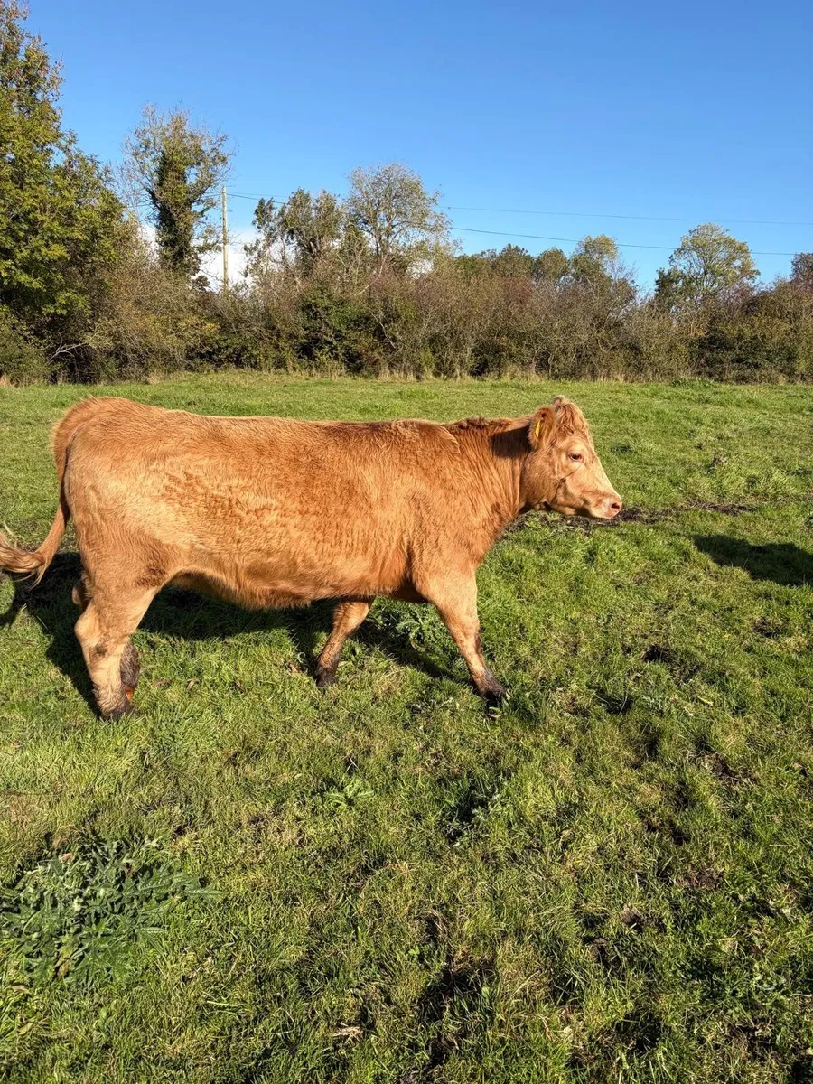 Springers - Image 3