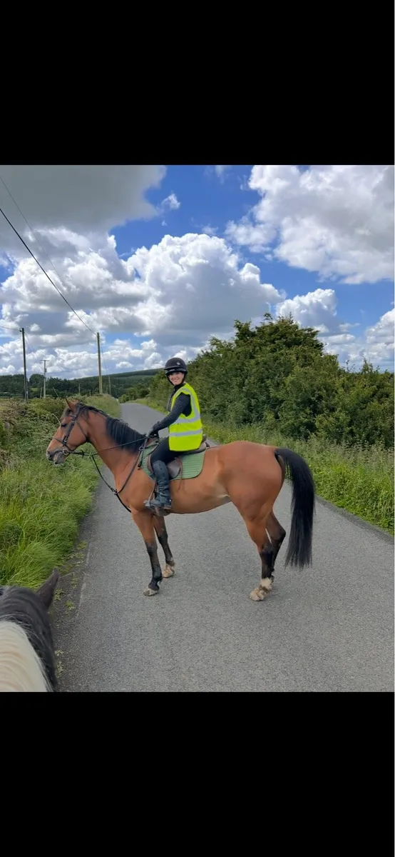 16.1hh Gelding 16yo - Image 1