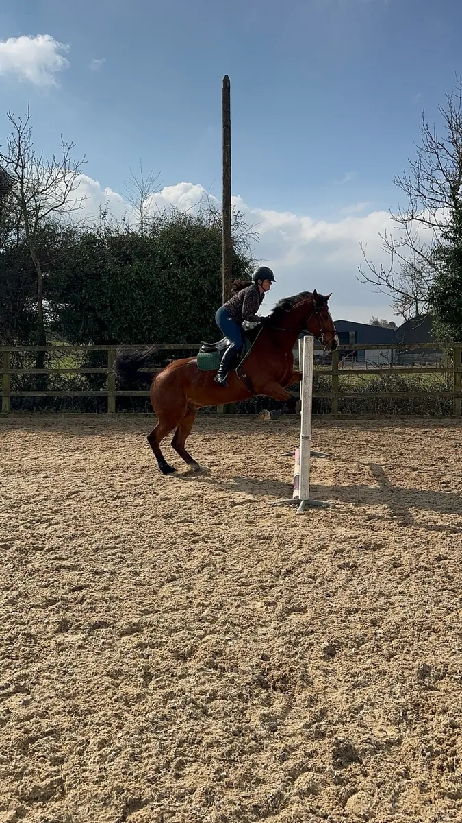 16.1hh Gelding 16yo - Image 2