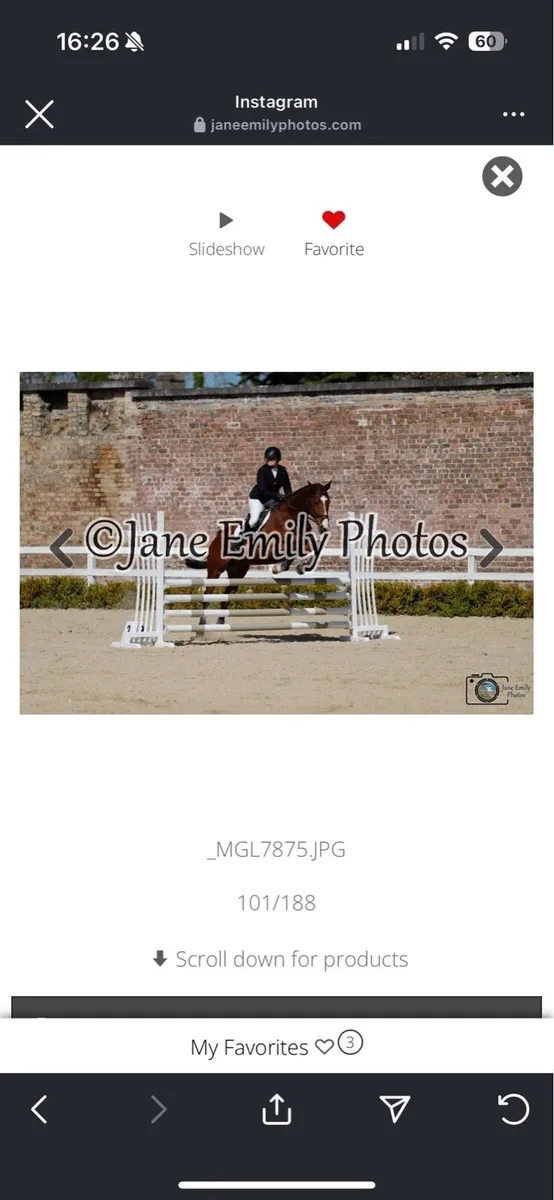16.1hh Gelding 16yo - Image 3