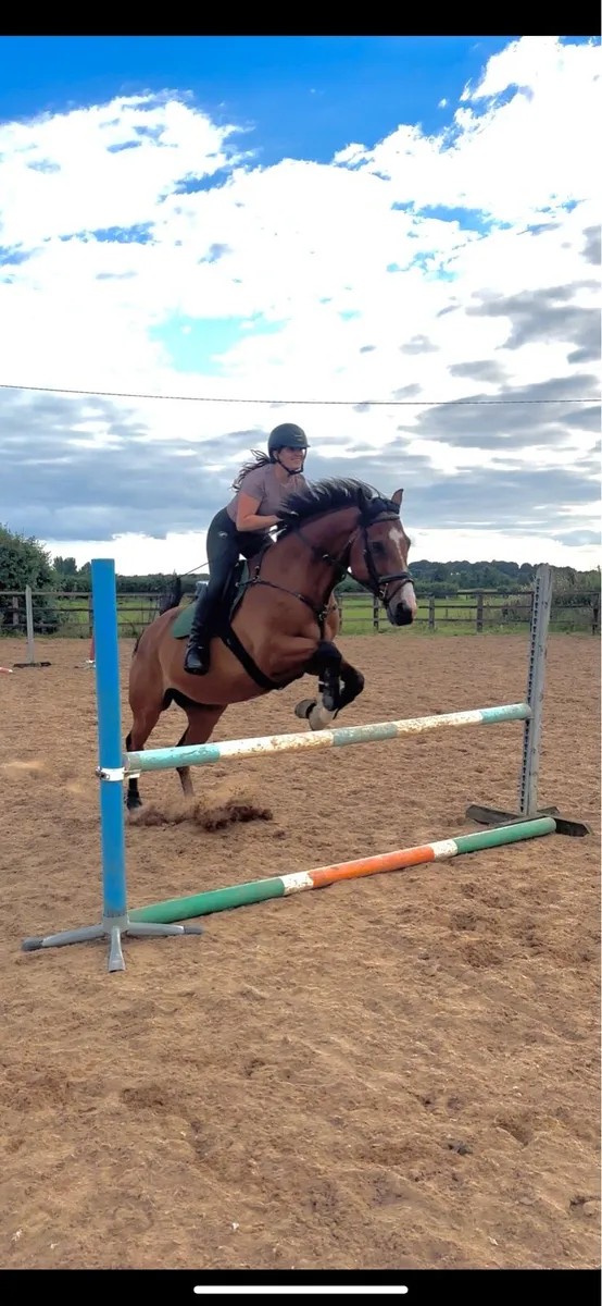 16.1hh Gelding 16yo - Image 4