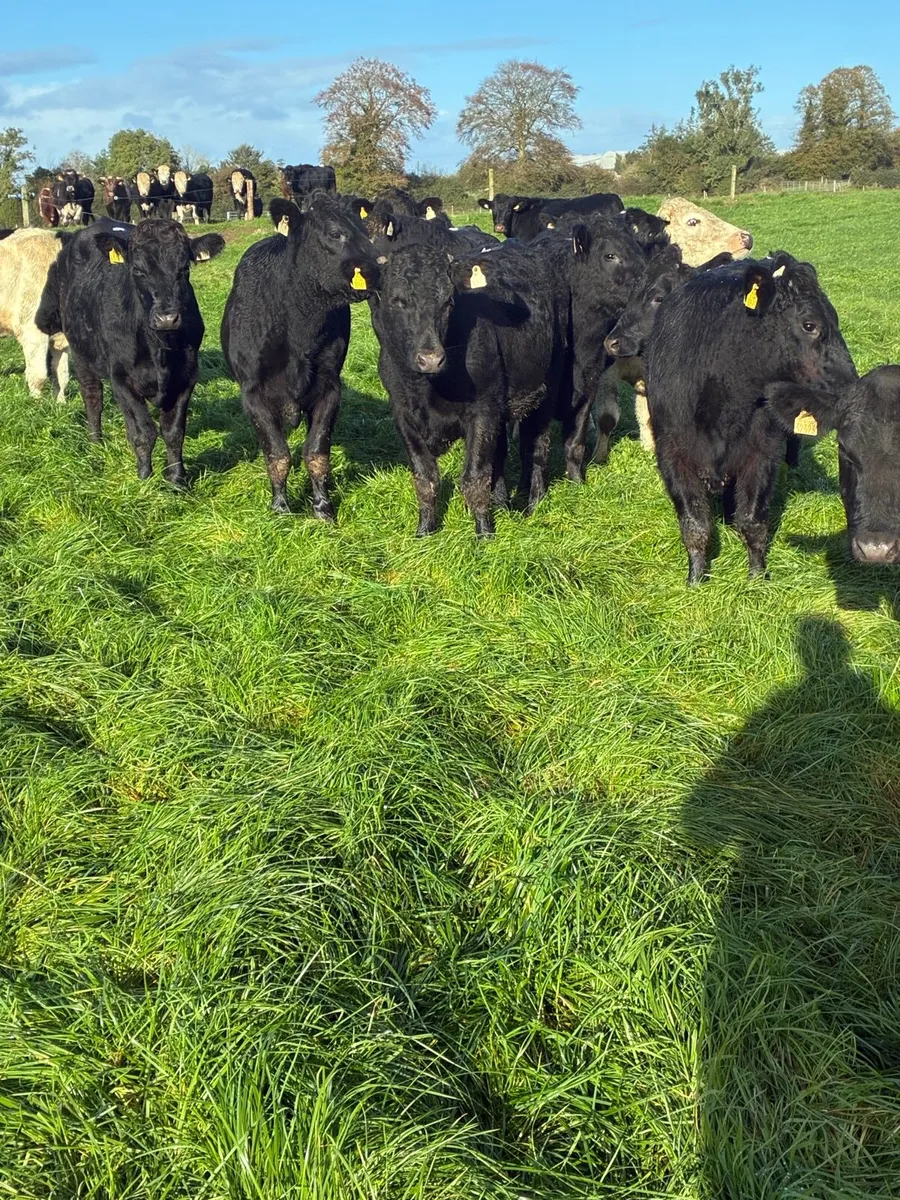 Angus and Hereford bullocks - Image 3