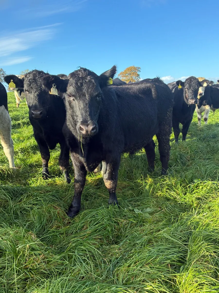 Angus and Hereford bullocks - Image 1