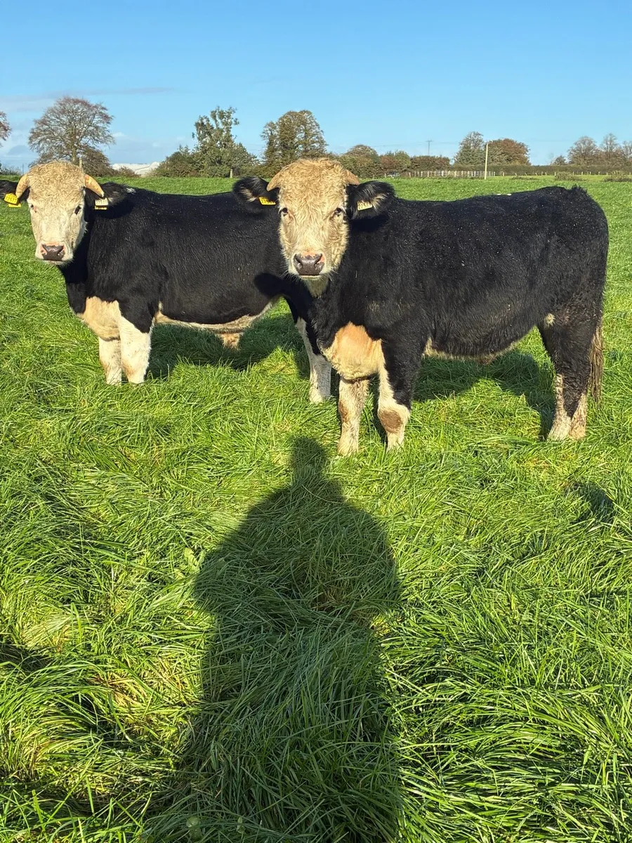 Angus and Hereford bullocks - Image 4